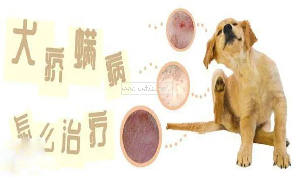 犬菌清治什么病