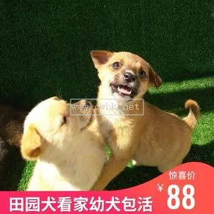 什么小型犬看家