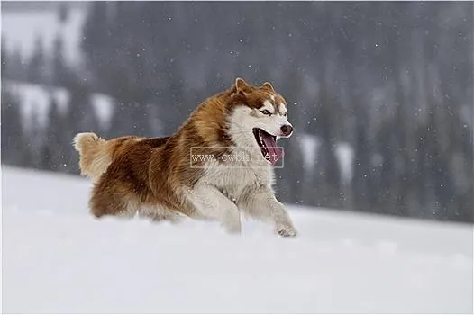 哈士奇犬