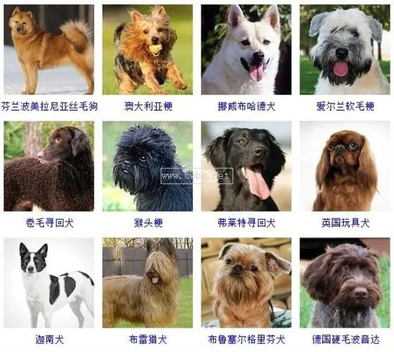 常見寵物犬品種大全