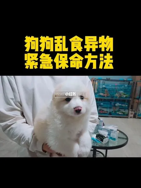 狗狗誤吃異物怎么辦