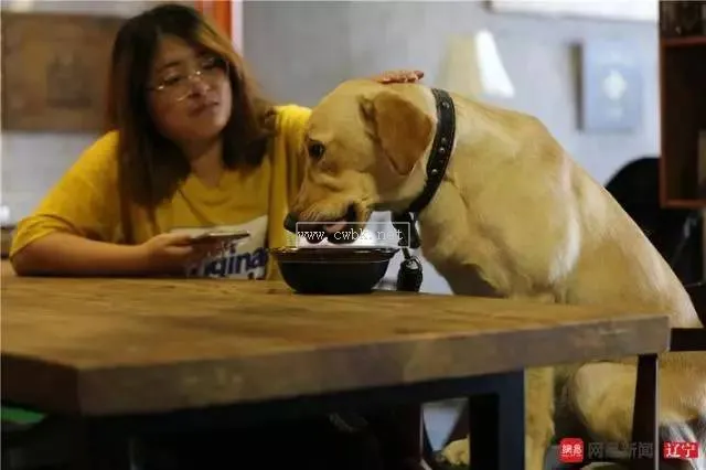 有狗狗陪伴的飯店