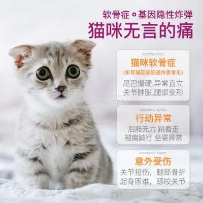 小貓腿瘸了用什么藥