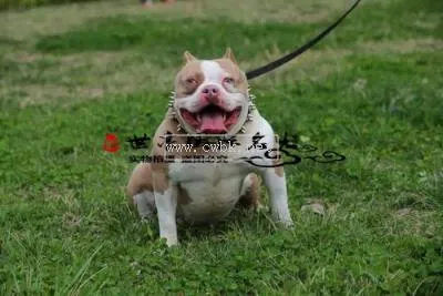 純種惡霸幼犬價格多少