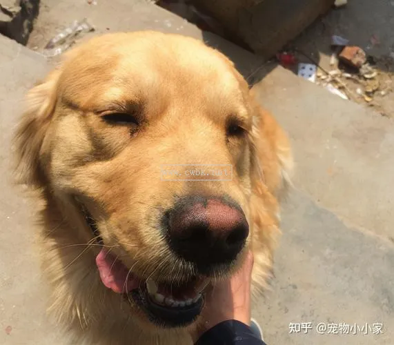 狗鼻子掉毛吃什么藥