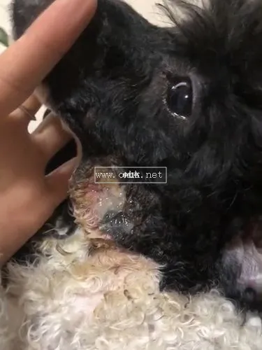 金毛犬的皮膿癥用什么藥