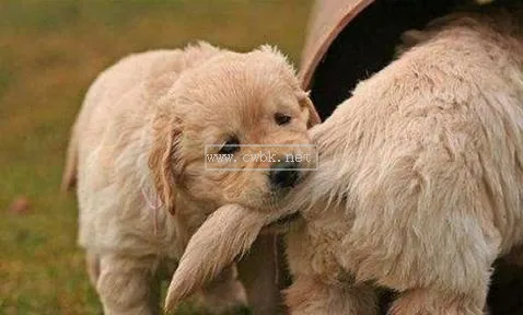 狗狗突然癱瘓了怎么辦