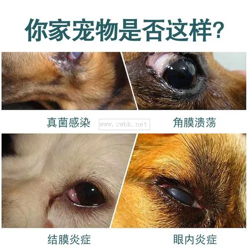 狗狗眼發(fā)炎了怎么辦