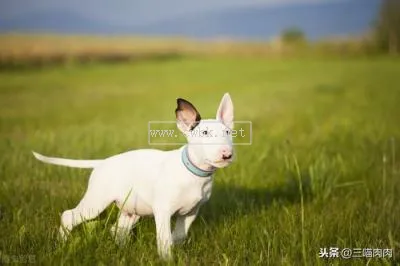 中小型狗狗品種大全 