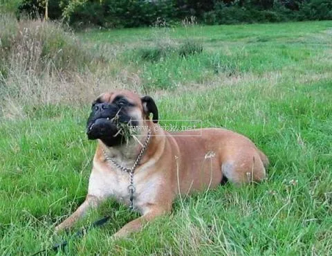 馬士提夫犬 