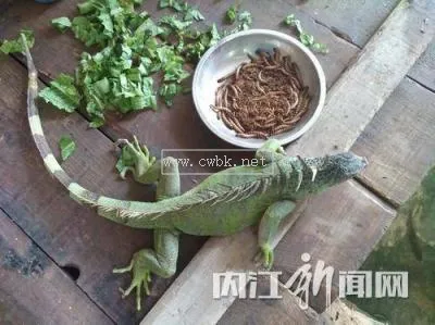 綠鬣蜥怎么養