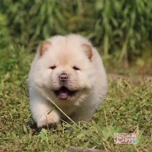 松獅幼犬