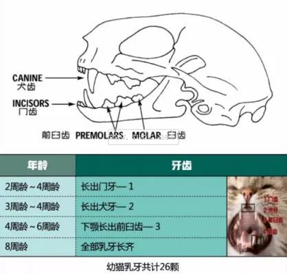 怎樣辨別小貓的年齡