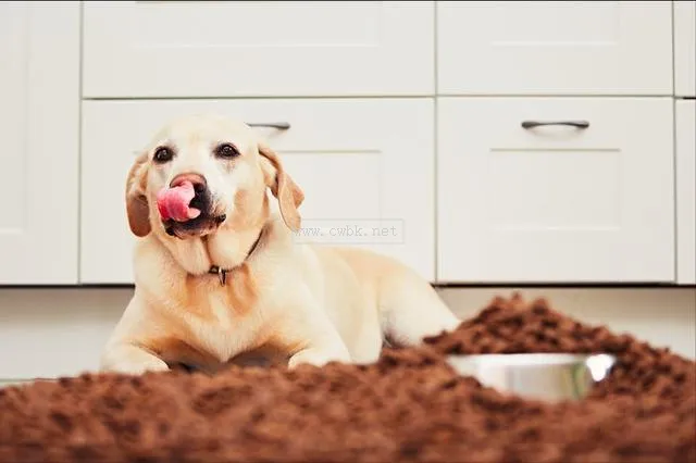 純拉布拉多犬的特征