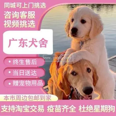 金毛狗狗圖片大全幼犬