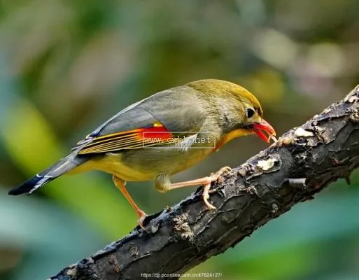 相思鳥價格 