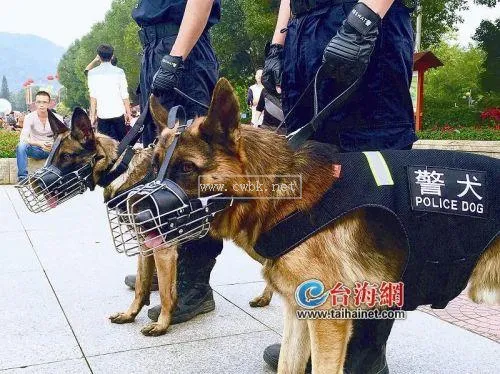 搜爆犬是什么意思