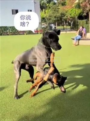 大丹犬與貓 