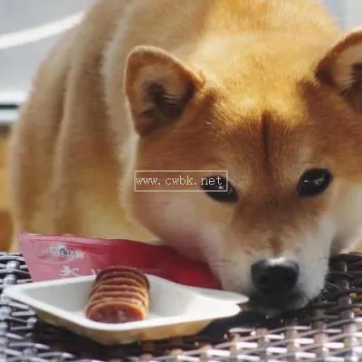 給狗狗吃零食嗎