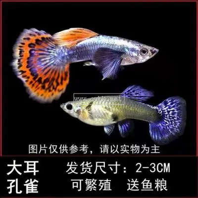 孔雀魚品種