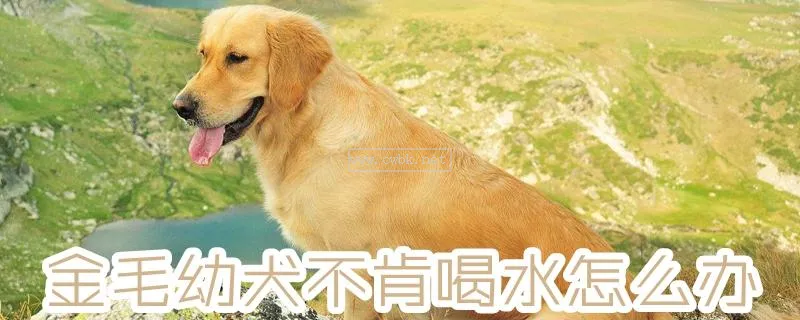 幼犬生病只喝水怎么辦