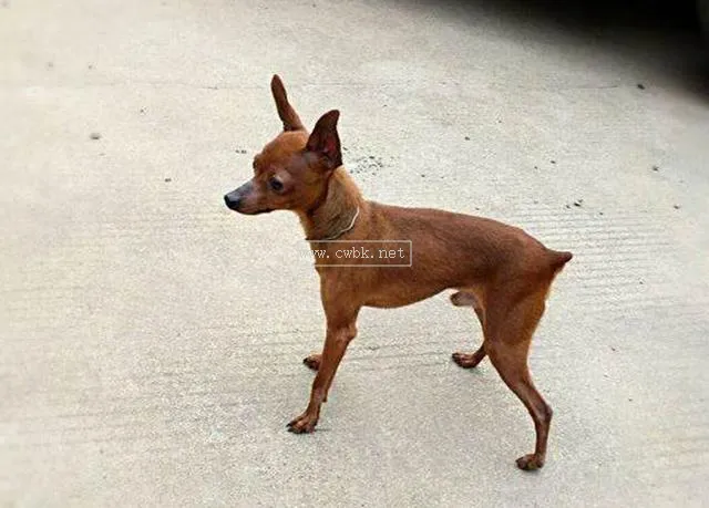 冬季小鹿犬怎么養