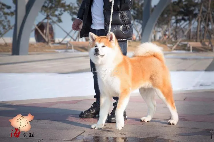 秋田犬 咬小狗