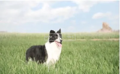 邊境牧羊犬的性格