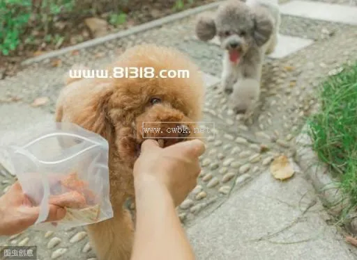 泰迪狗各階段該吃什么食物