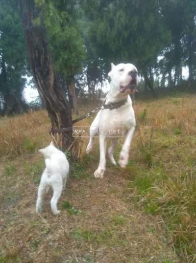 杜高犬打獵