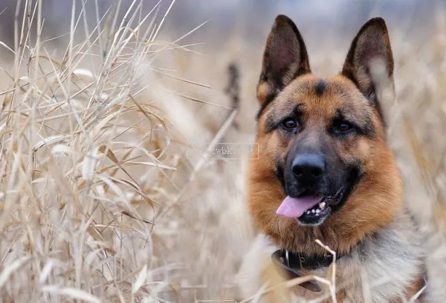 世界上最好的德國牧羊犬