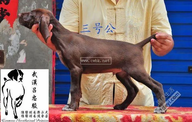 德國短毛波音達(dá)獵犬