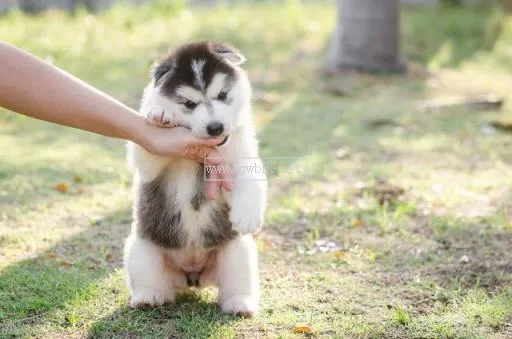 為什么幼犬喜歡咬主人 