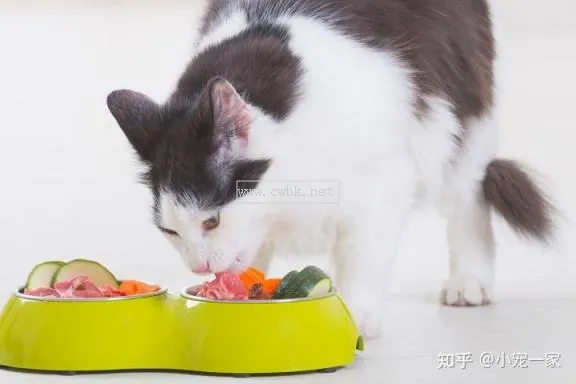 貓咪的飲食習慣