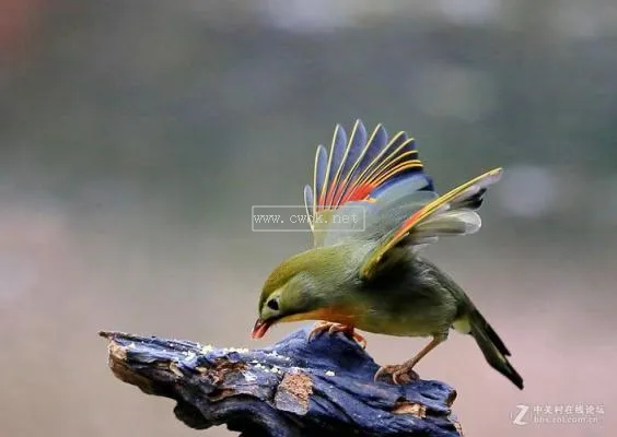 相思鳥價格 