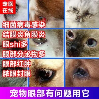 狗狗結膜炎要多少錢