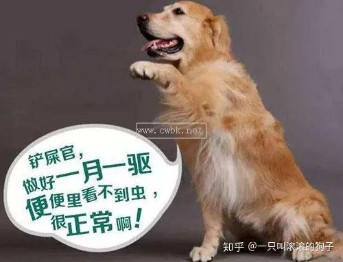 小狗吃了很久才拉