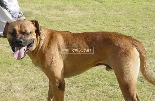 日本有名的犬叫什么犬