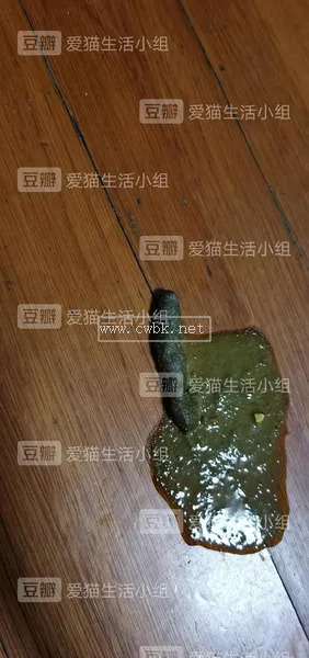 貓咪吐毛球是什么顏色