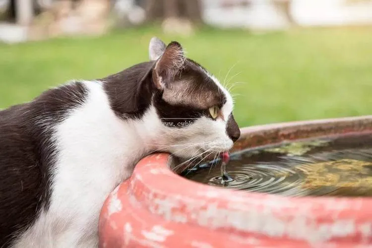 貓咪喝水嗆水