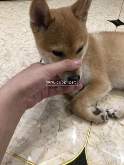 豆柴幾個月算成犬 