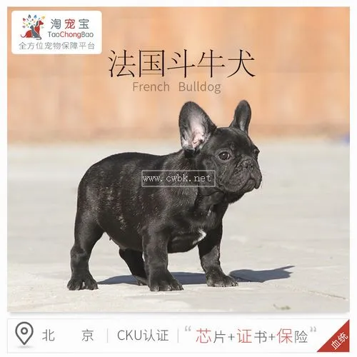 法國(guó)斗牛犬怎么領(lǐng)狗證