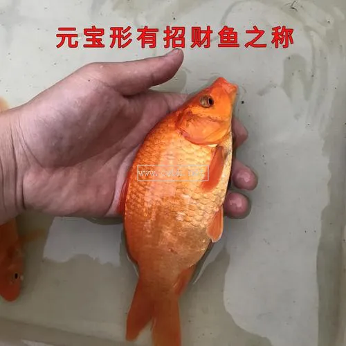 觀賞鯉魚吃什么食物