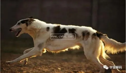 世界獵犬十大排名 