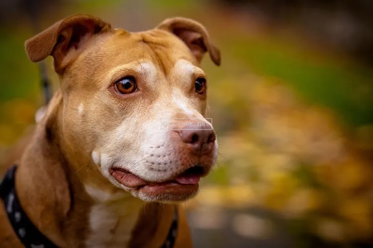 比特犬有多少顆牙齒