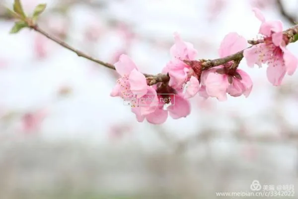 春天桃花開