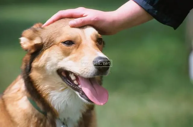 撫摸狗狗治療人類