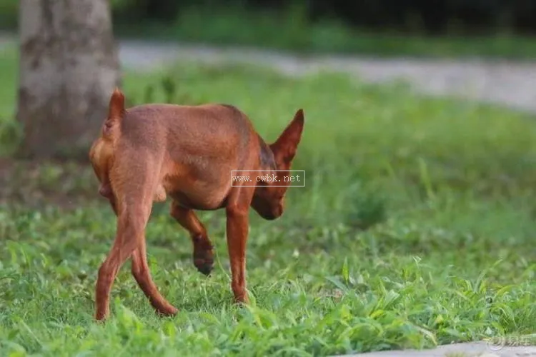 鹿犬的優點和缺點