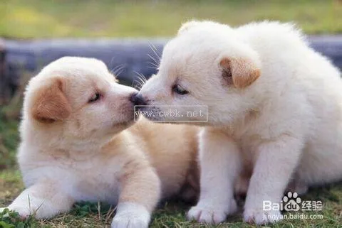 買一只好的幼犬要怎么看