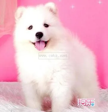 薩摩耶幼犬細小怎么治療